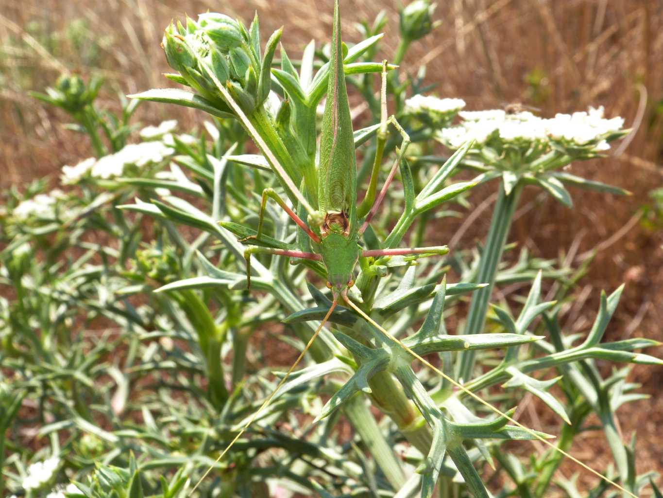 Acrometopa italica sarda